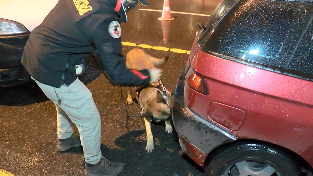 Narkotik köpekleri de araçlarda uyuşturucu araması yaptı