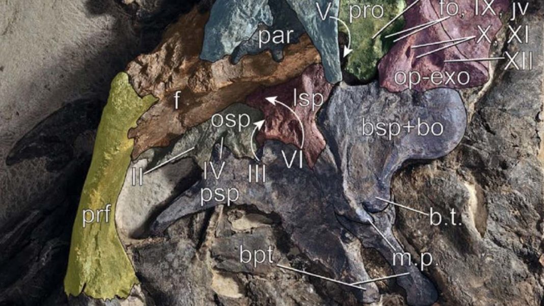 İtalya'da dinozor sürüsü kalıntıları ortaya çıkarıldı