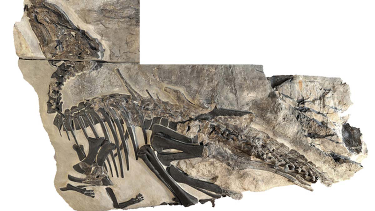 Italyada dinozor surusu kalintilari ortaya cikarildi 2 - dış haberler - haberton