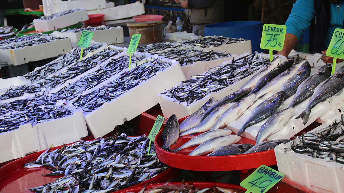 " Deniz suyu sıcaklığının artışına bağlı olarak hamsi av miktarında azalmalar görülmekte"