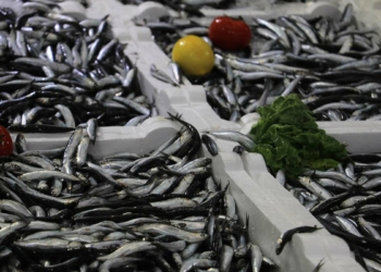Karadeniz'de hamsi için uluslararası denetleme önerisi