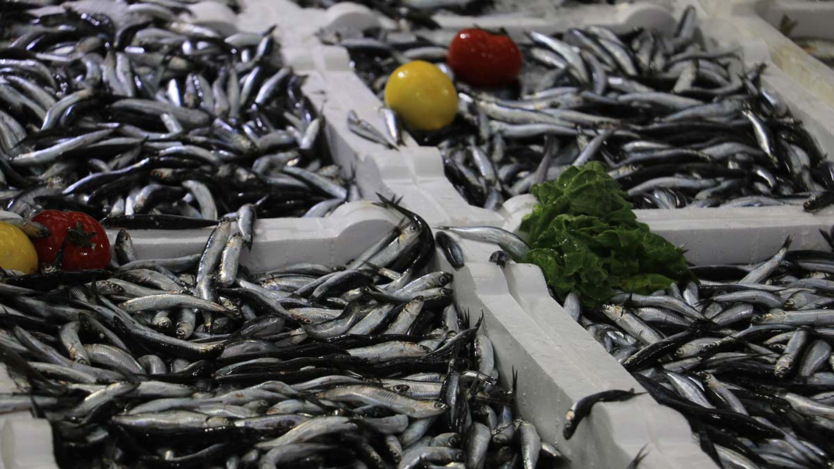 Karadeniz'de hamsi için uluslararası denetleme önerisi