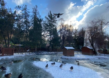 Kuğulu Park'taki süs havuzu buz tuttu