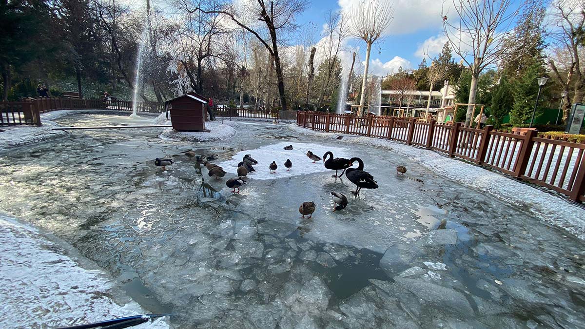 Kugulu parktaki sus havuzu buz tuttu 2 - yerel haberler - haberton