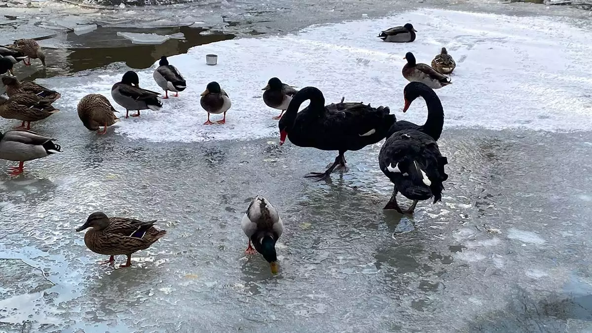 Kugulu parktaki sus havuzu buz tuttu 3 - yerel haberler - haberton