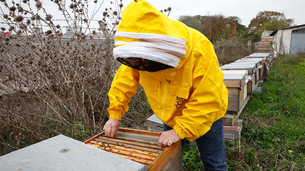 " Yaklaşık 10 kovan arım var. Hepsi ziyan oldu. Neden öldüklerini bilmiyorum"