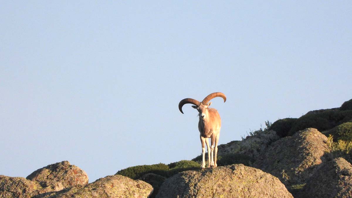 Mahkeme yaban keçisi avını 2'nci kez durdurdu