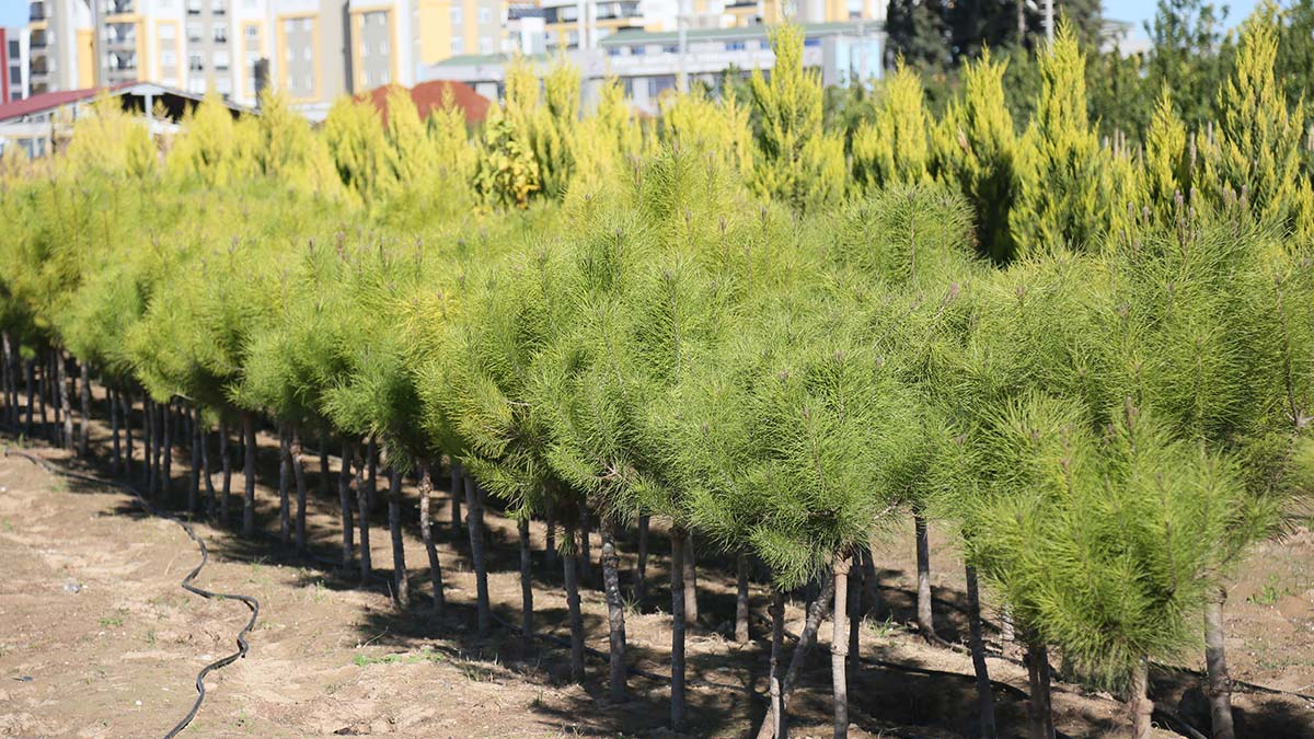 Manavgat'ta yanan alanlar için 'yılbaşı fidanı' çağrısı