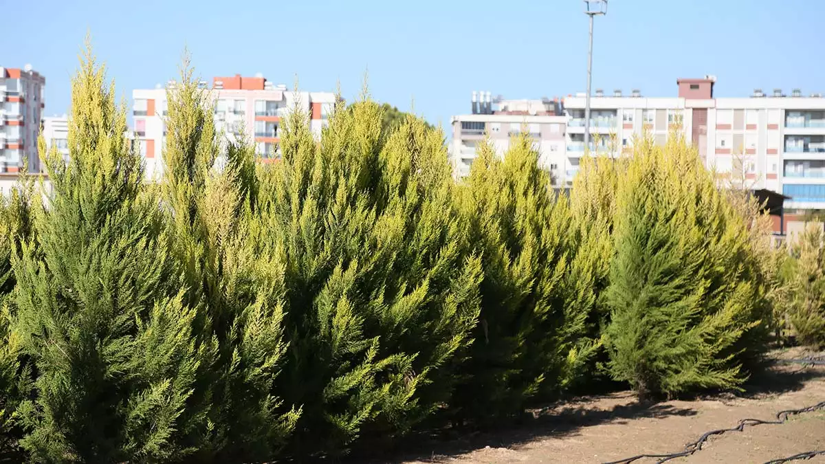 " dikecek yerleri yoksa, kullandıktan sonra getirip yangın sahamıza dikebilirler"