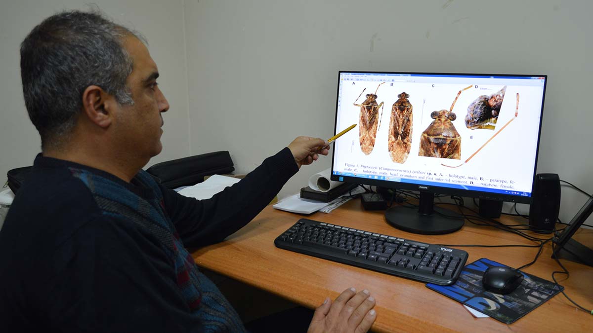 Mardin'de yeni bir böcek türü keşfedildi