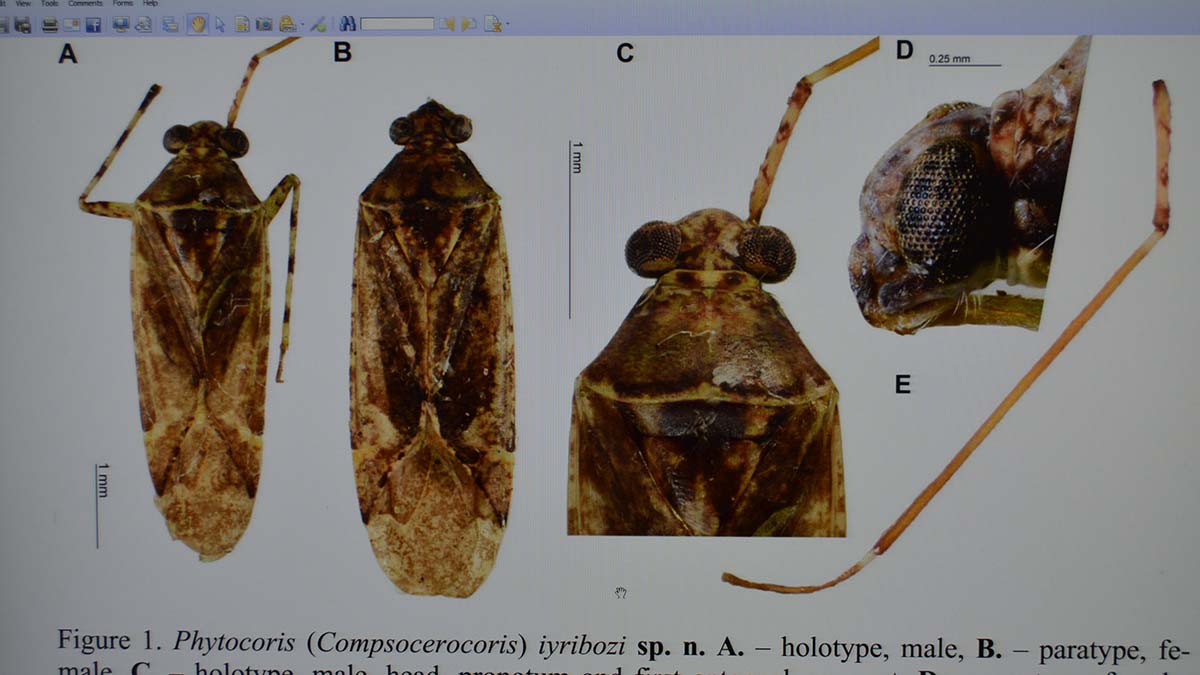 Bölgedeki kiraz bahçelerinden topladığı örnekleri inceleyen Prof. Dr. Özgen, yarım kanatlılar takımından, bitki tahtakuruları familyasında yer alan 'Phytocoris' cinsine ait yeni bir tür saptadı.