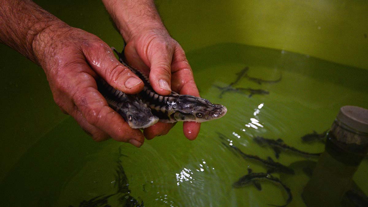 Mersin balıkları bugün yavru veriyor