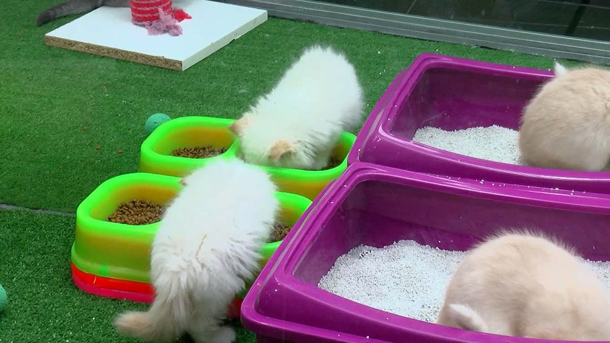 Pet shoplara 1 yıl süre verilmesiyle 14 Temmuz 2022 tarihine kadar hayvan satılabilecek. Bu tarihten sonra evcil hayvan satışları internet üzerinden yapılacak