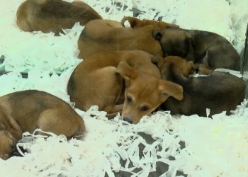 Pet shoplarda hayvan satışı yasağına son 7 ay