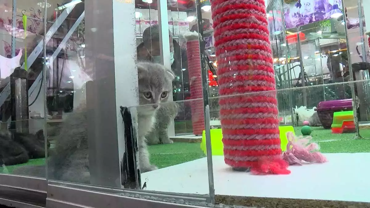 Pet shoplarda hayvan satisi yasaginda son 7 ay 2 - yaşam - haberton