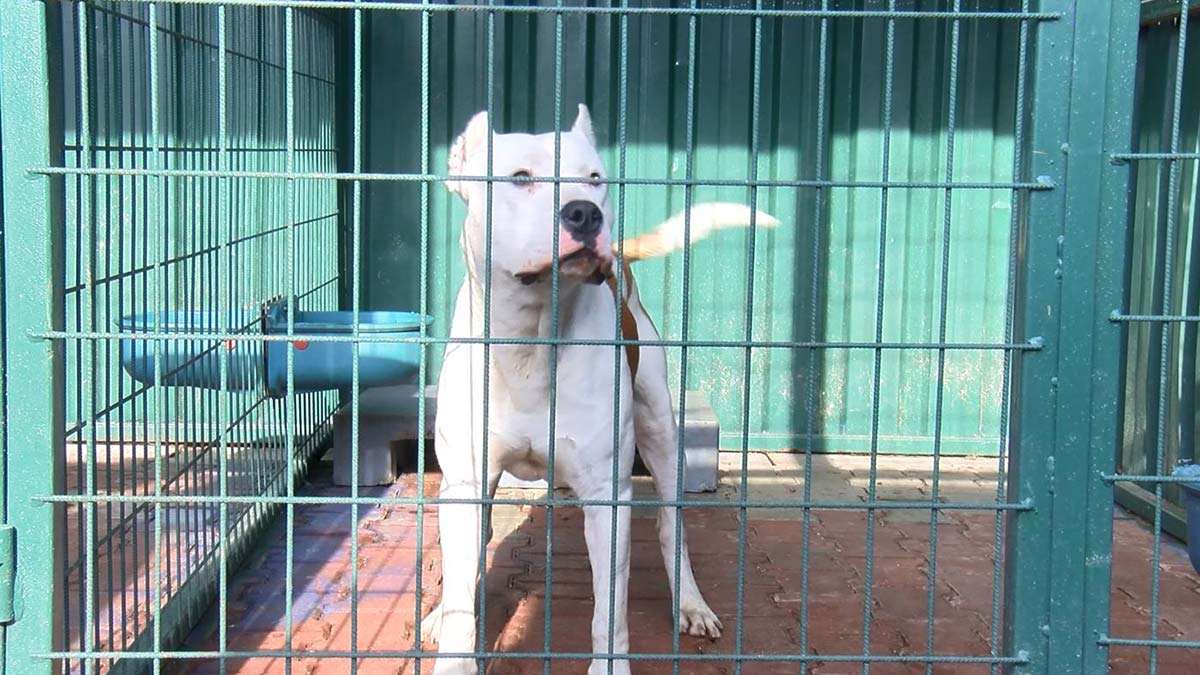 " Köpeğin yanındaki kişi onu kışkırtmak için bir şeyler söyledi. 'Tut' gibi bir şey söyledi. Sonra köpek saldırdı"