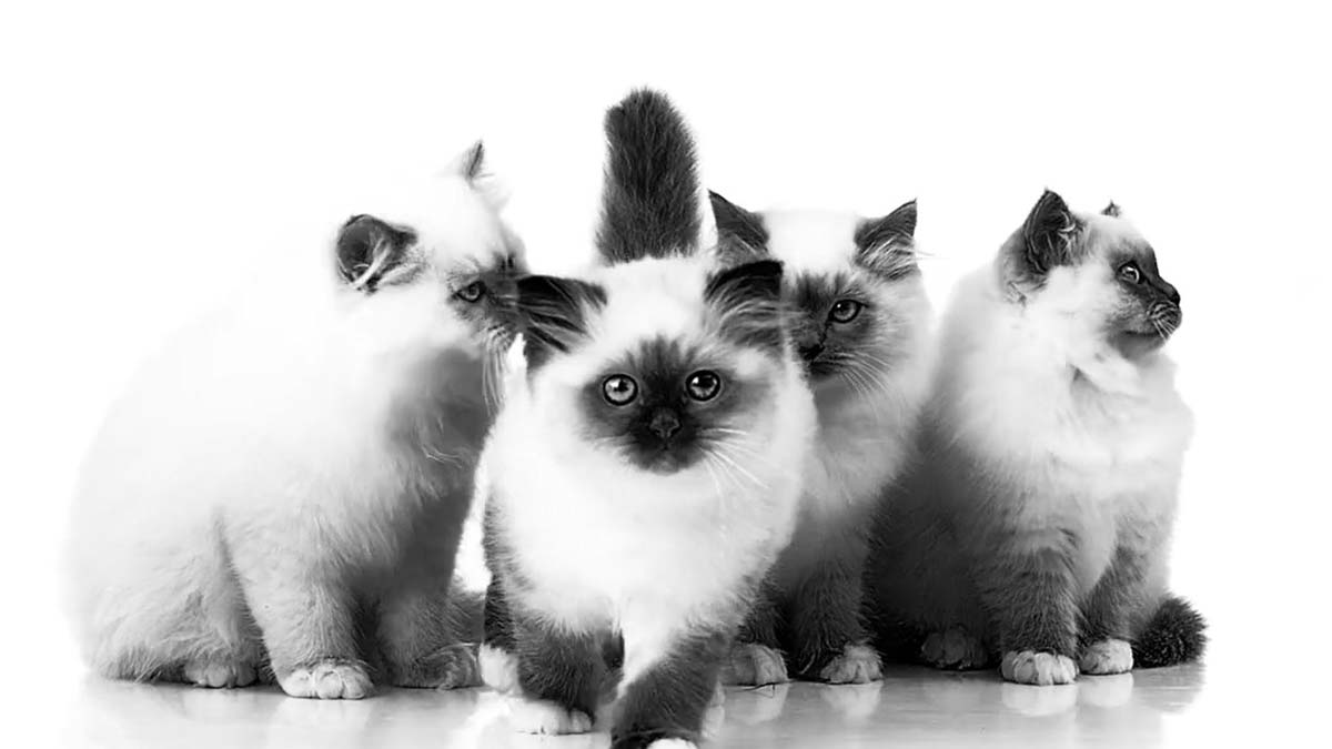 Sağlıklı hayvanlar için Kedim Klinikte projesi