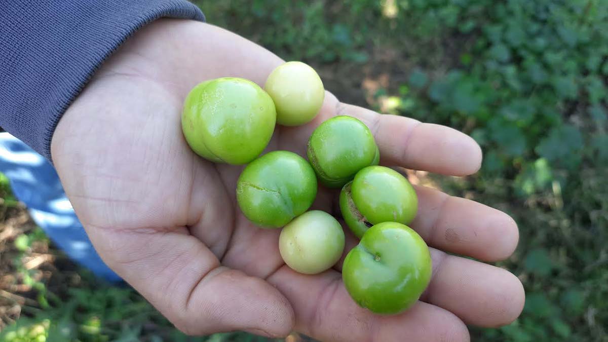 Silifke'de erik ağaçları meyve verdi