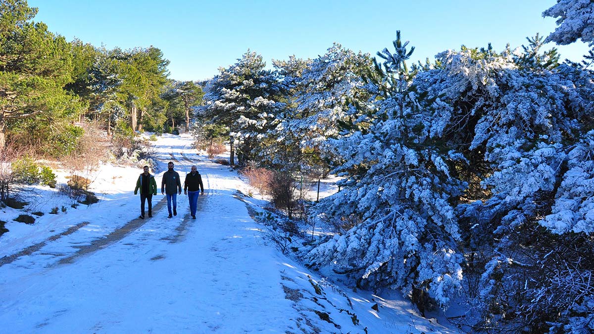Spil Dağı'nda ağaç kesimine devriyeli önlem
