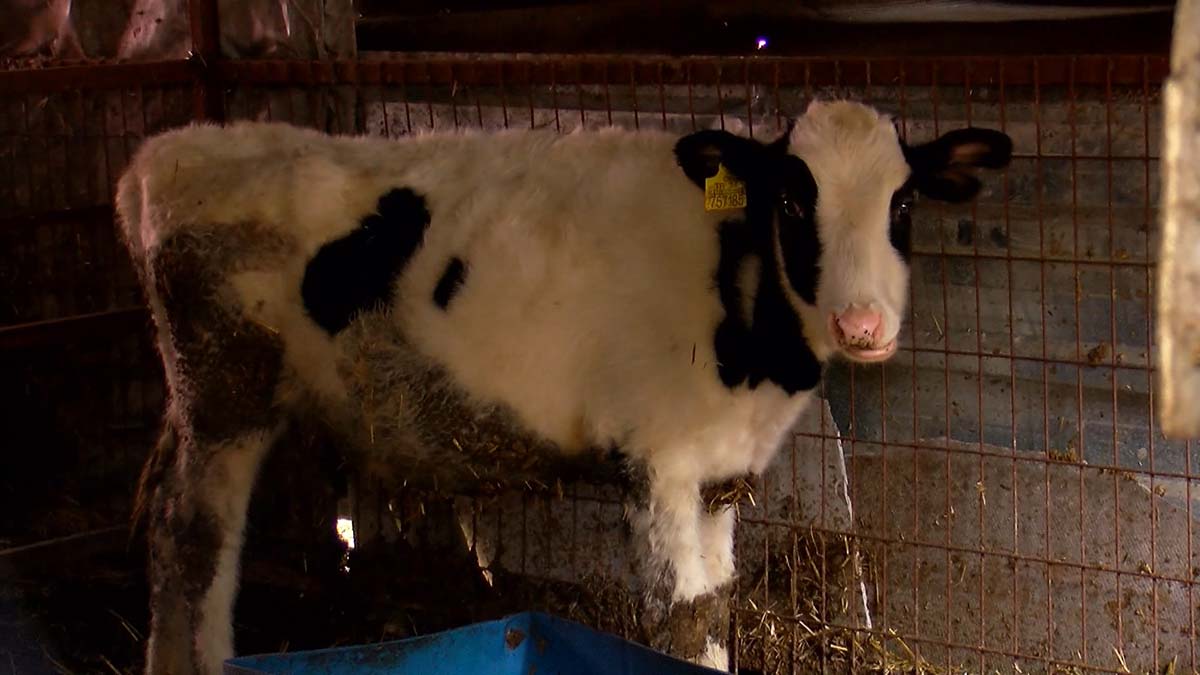 " Toptancı 3 liraya topluyor artık değerlendirip 10 lira ve üzeri insanlara acımadan satıyorlar"