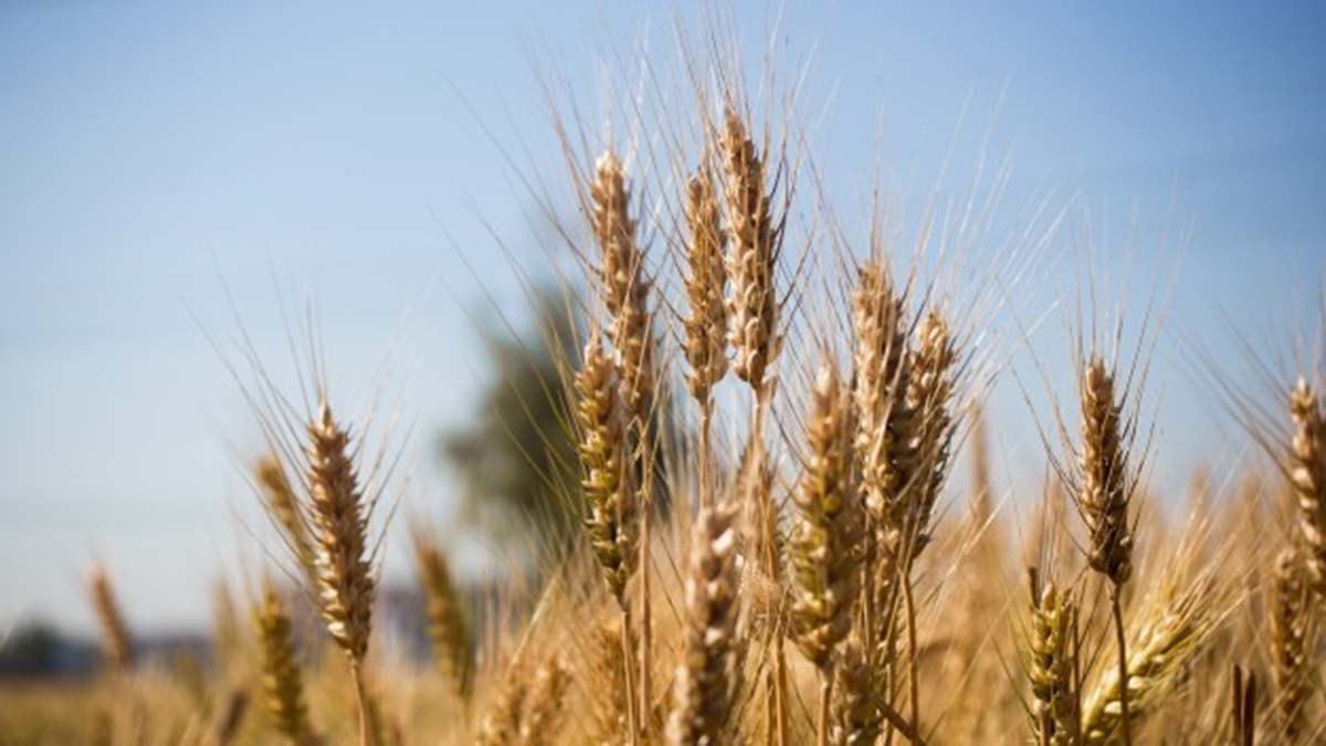 Tarım ve Orman Bakanlığı'ndan arpa fiyatı açıklaması