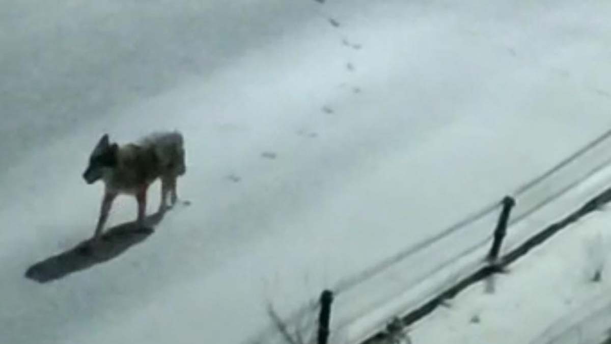 kurtlar ilçe merkezine indi