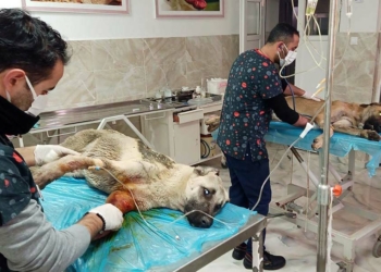 Tavuklarını yediğini iddia ettiği 2 köpeği vurdu