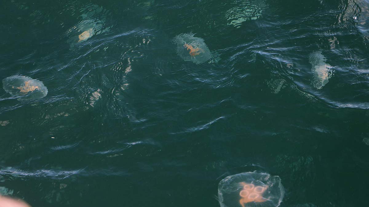 Tekirdağ'da denizanası uyarısı: Zehirleyebilirler