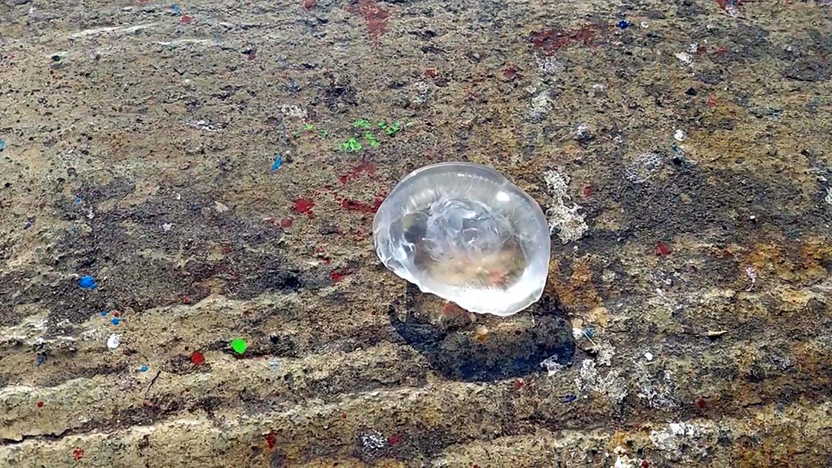 " Görülme süreleri uzayabiliyor. Popülasyonları çok yüksek seviyelere çıkabiliyor"