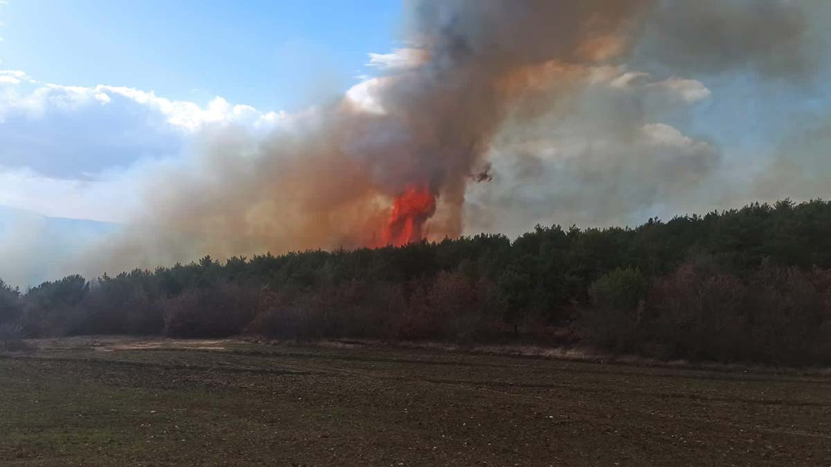 Tokat'ta orman yangını çıktı