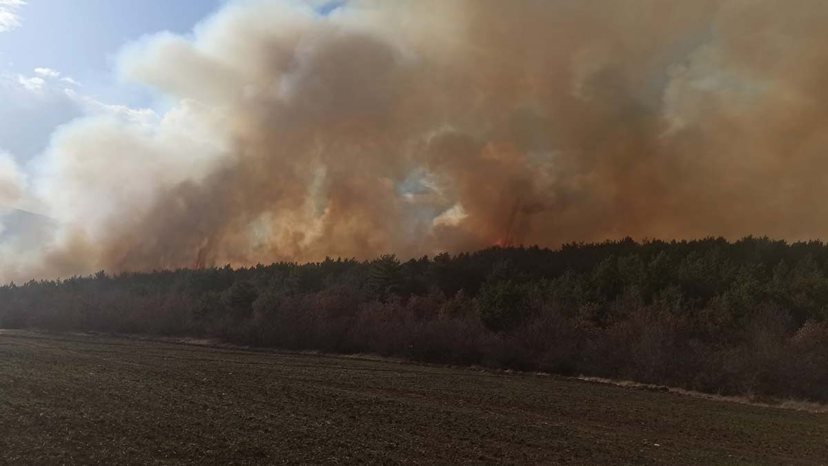 Orman İşletme Müdürlüğü ekipleri, bölgeye sevk edildi