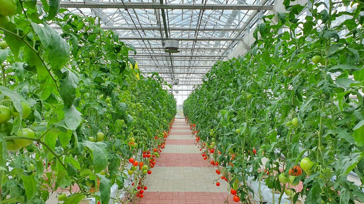 "Topraksız tarım birçok sorunun üstesinden gelebilir"