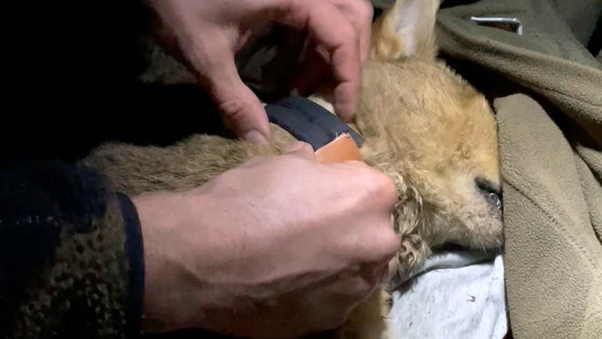 " Şimdi popülasyonları çok parçalanmış şekilde. Yani birkaç göl etrafında, Göller Yöresi, Büyük Menderes Deltası, Amik'te var mı yok mu, kurtulduktan sonra Asi'nin kenarında kaldıysa vardır"