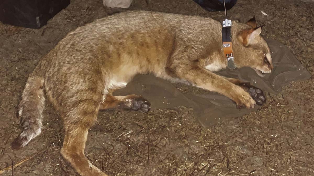 Türkiye'de ilk: Saz kedisi GPS ile izlenecek