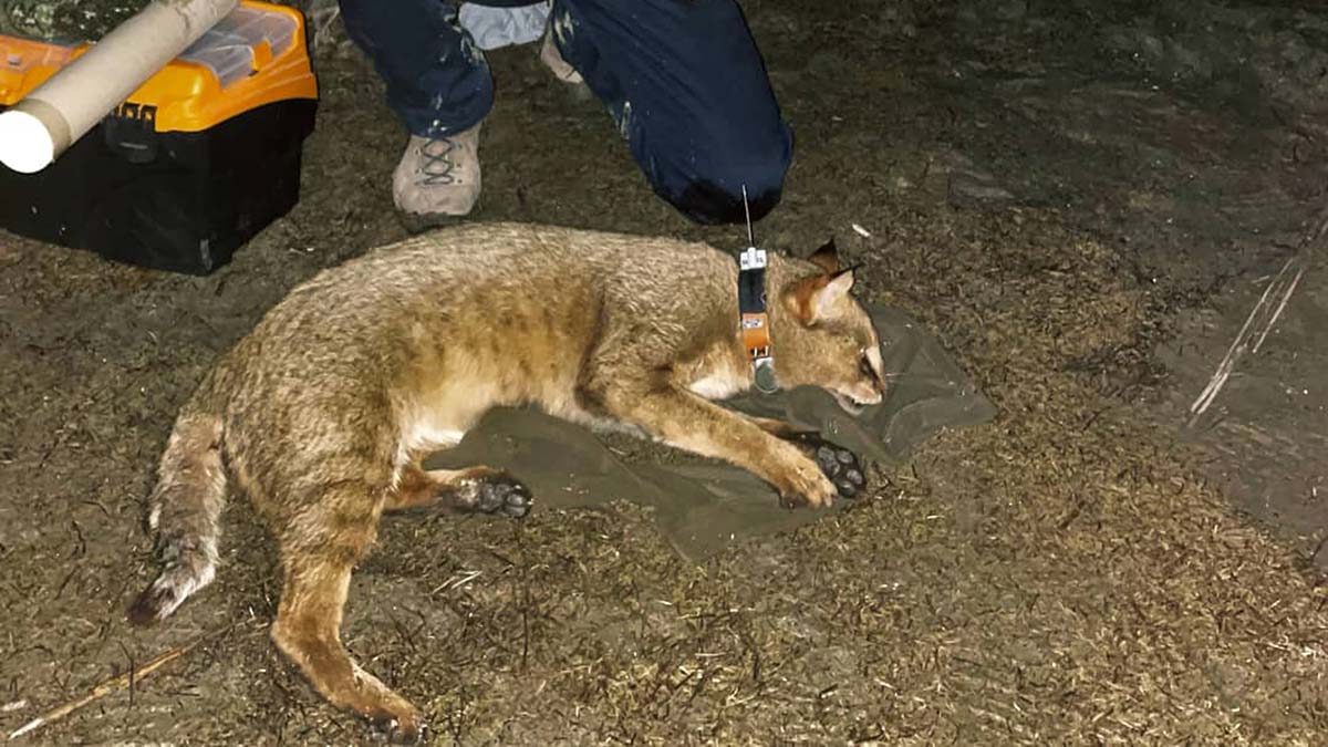 " Gayet sağlıklı ve geziyor, bazen yerleşim alanlarına yaklaşıyor ancak köy içine hiç yaklaşmamış"