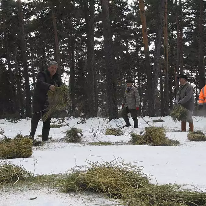 Doğa koruma ve milli parklar müdürlüğü ekipleri ve köylüler de yaban hayvanları için buğday ve yonca dahil yemleri doğaya bıraktı