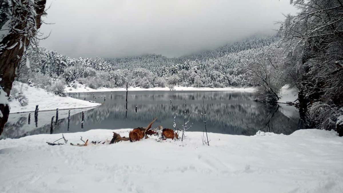Üzerine ağaç parçası düştü; hayatını kaybetti