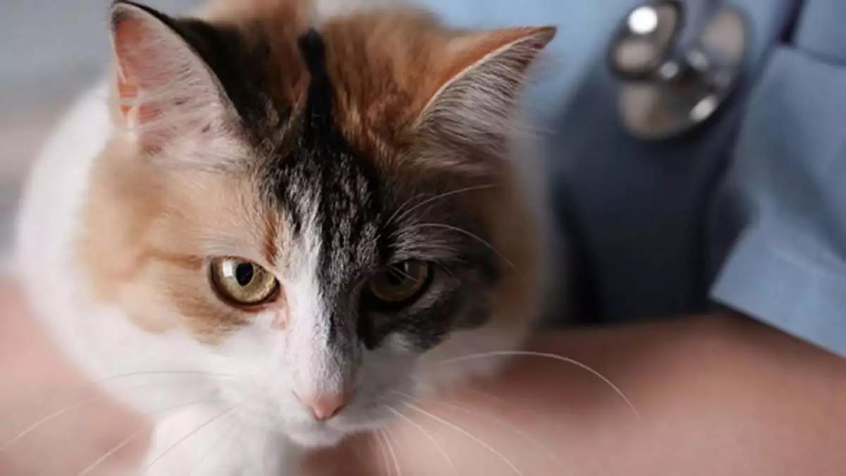 " yaşamlarını evde geçiren kedilerin veteriner hekime götürülmeye daha az ihtiyacı olduğu gibi yanlış bir kanı mevcut"