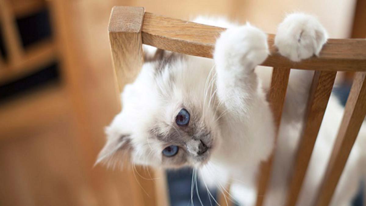 " Düzenli veteriner hekim kontrolleri, sorumlu hayvan sahipliğinin de en önemli kısımlarından bir tanesidir"