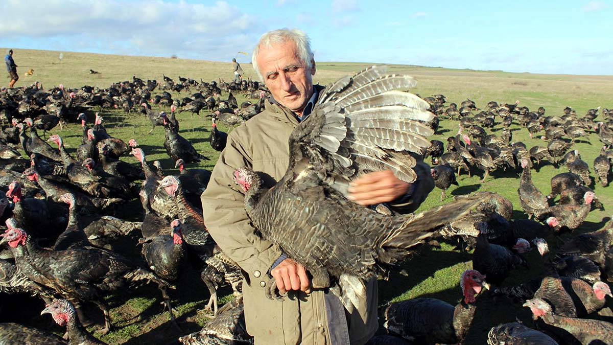 Yılbaşı hindisinin fiyatı 300 lira