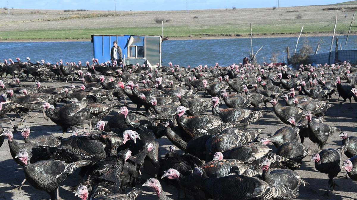 " Sarı değilse hiçbir lezzeti yoktur"