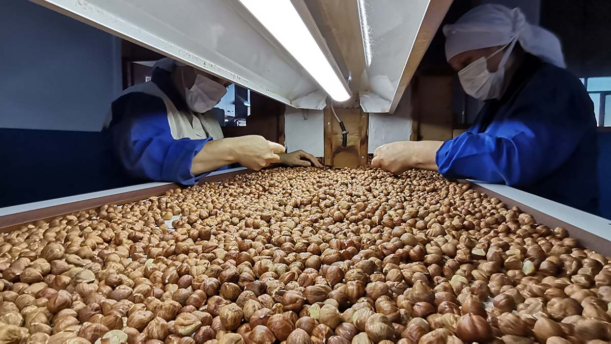 Avrupa Birliği (AB), Türk fındığı ithalatında 2002 yılından bu yana uygulanan zorunlu aflatoksin kontrollerine son verdi.