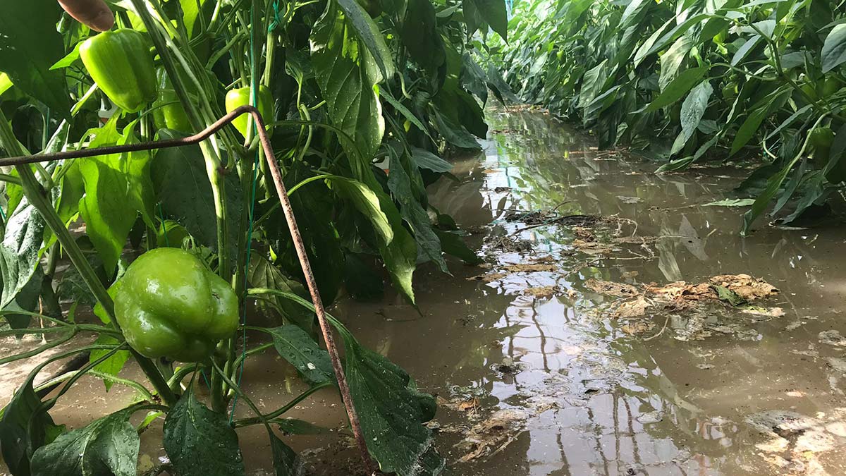 Demre'de seraları, evleri su bastı