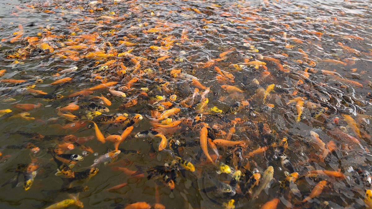 Antalya'da havuzlarda üretilen Japon balıkları, Türkiye'nin dört bir yanına gönderiliyor. Akdeniz Su Ürünleri Araştırma Üretme ve Eğitim Enstitüsü, bu yıl ürettiği 1 milyon Japon balığını iç piyasaya sunarak, Japon balığı ithalatını bir miktar önledi.