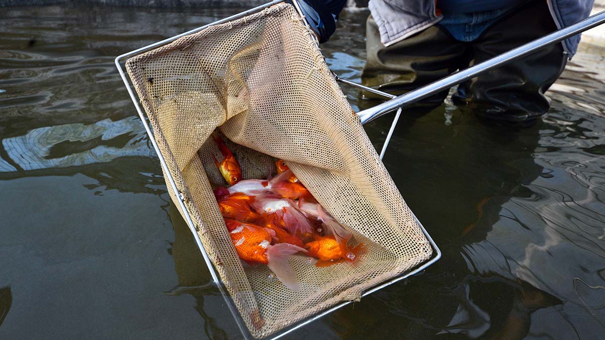 Japon balıkları iç piyasada ilgi gördü