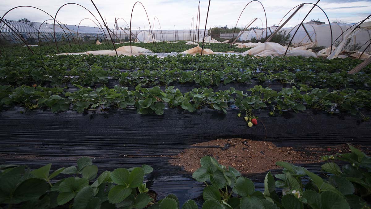 Antalya'da yağmur ve fırtınanın zararı büyük