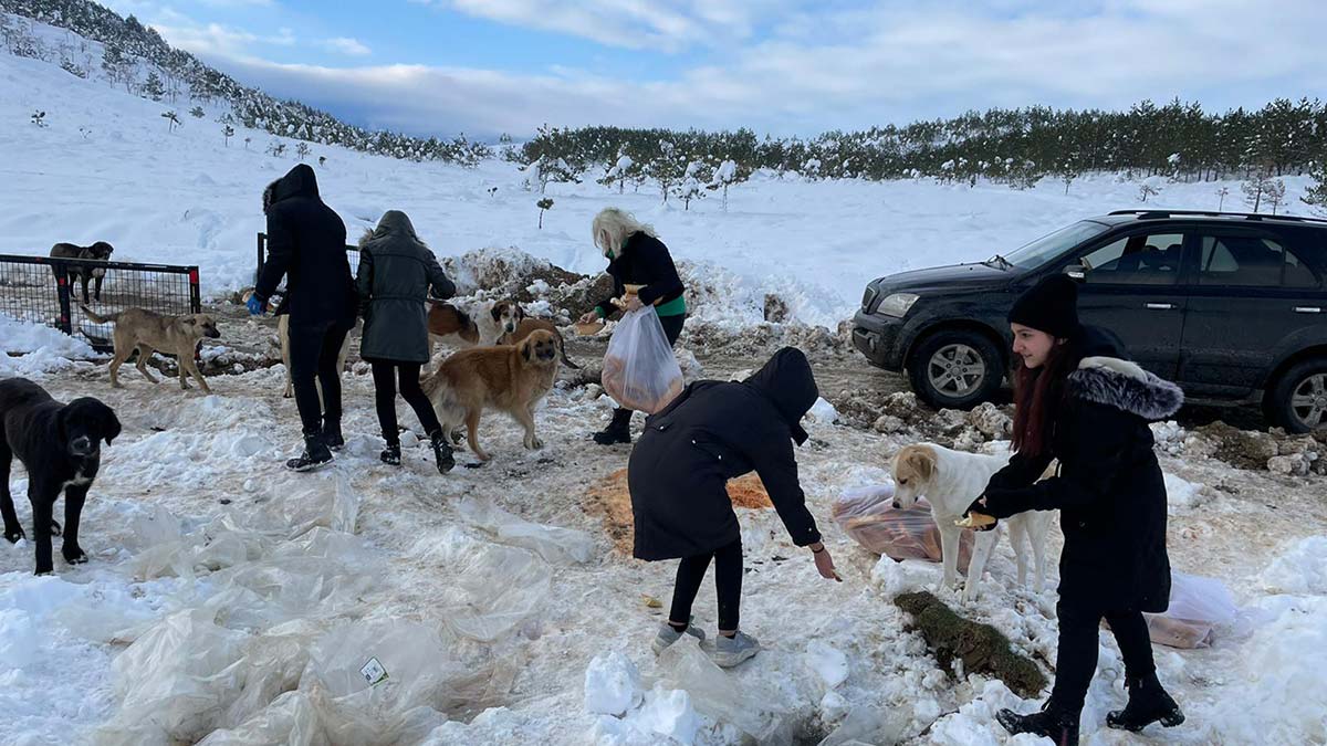 Konya'da sokak hayvanları unutulmadı