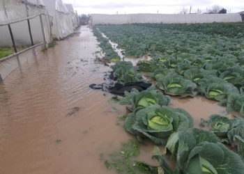 Biga'da sağanak seraları sular altında bıraktı