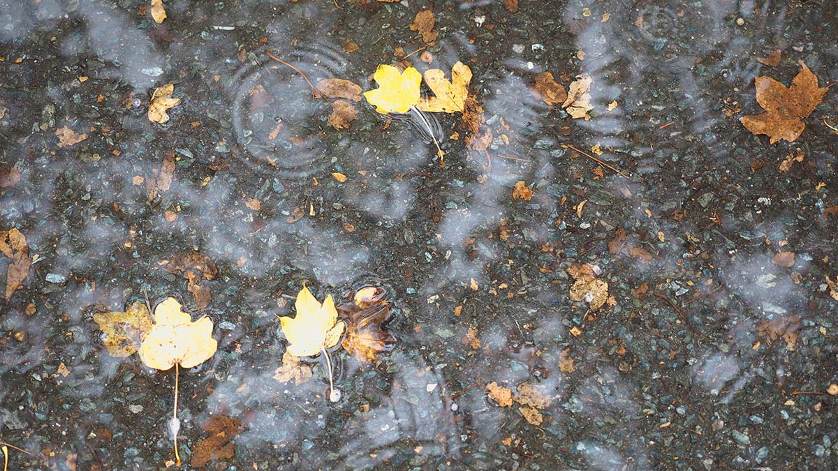 Gölge Adam: Bir akşam üzeri