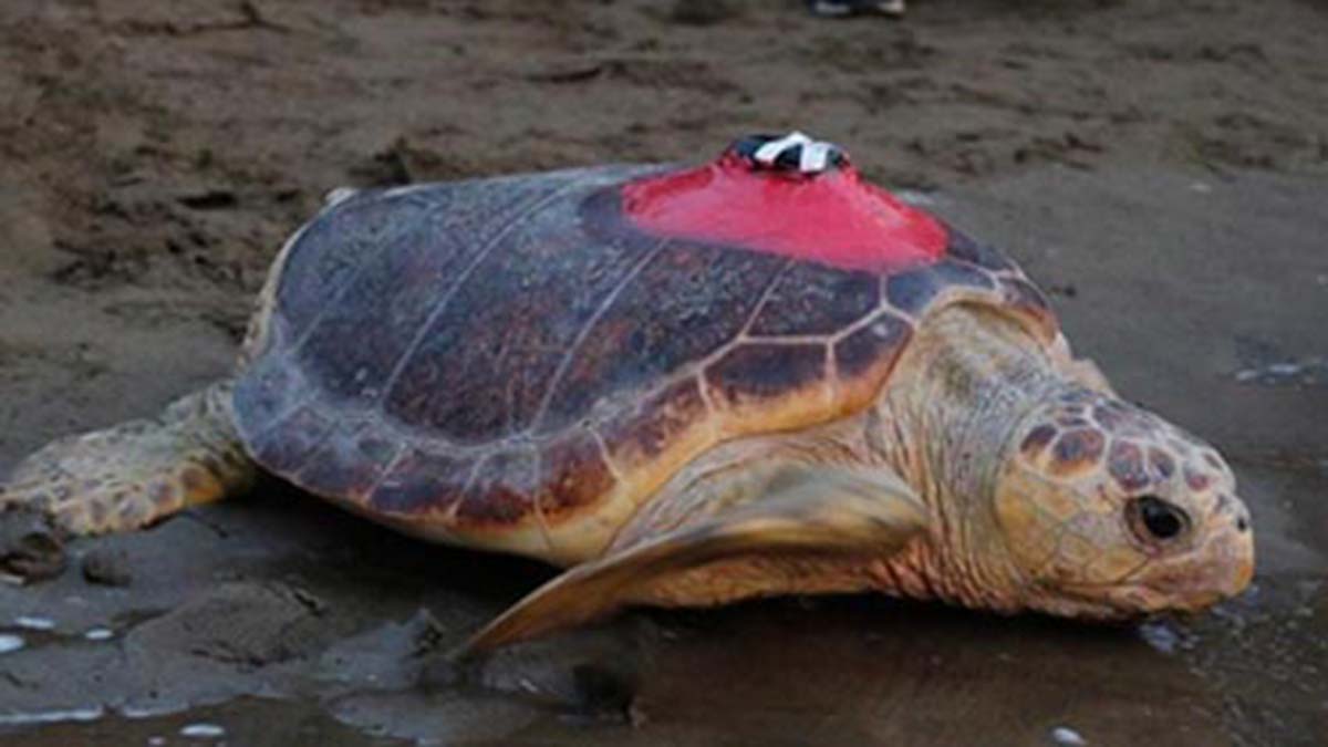 Caretta Tuba 15 bin kilometre kat etti